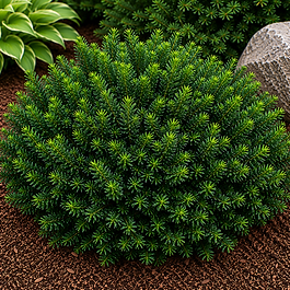 outdoor-expressions-garden-center-evergreen-hicks-yew