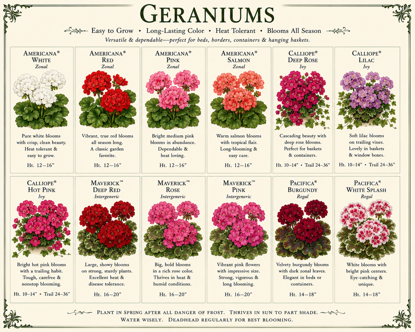 Geraniums – 4½