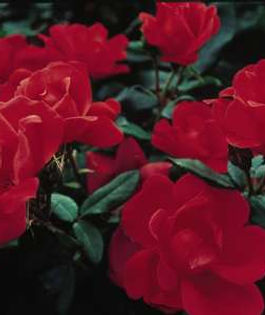 outdoor-expressions-garden-center-rose-knock-out-rose