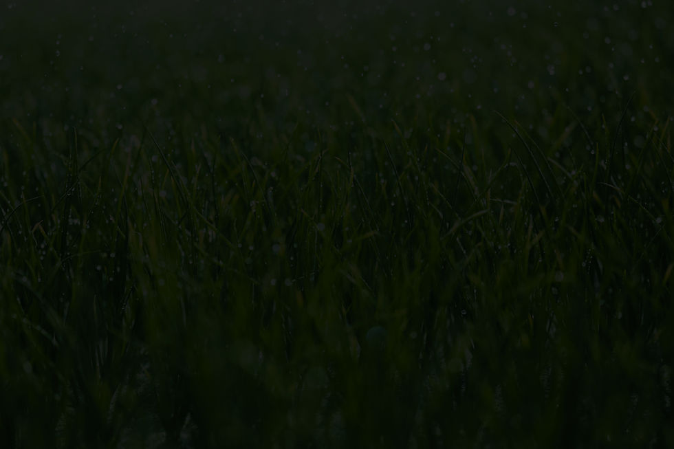 Wet grass_edited.jpg