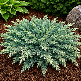 outdoor-expressions-garden-center-evergreen-juniper-moonglow