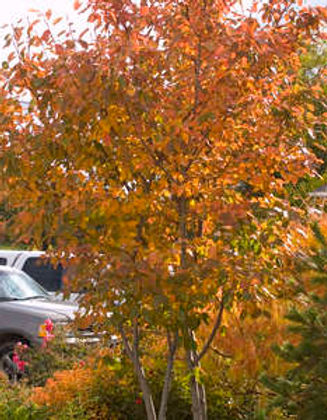 AmelanchierxgrandAutBrilliance-01-0072-1-t-s.jpg