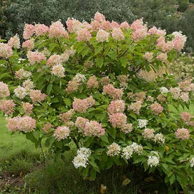 Hydrangea-Phantom-outdoor-expressions-garden-center.jpg