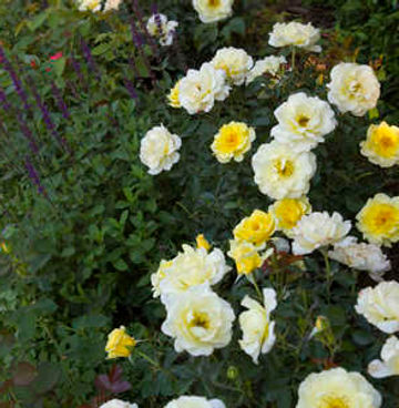 outdoor-expressions-garden-center-rose-Easy Elegance®-Yellow-Submarine