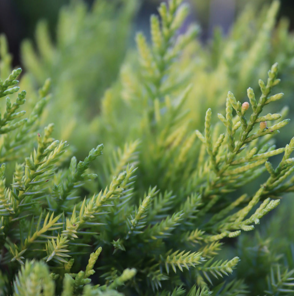 Conifers for every garden