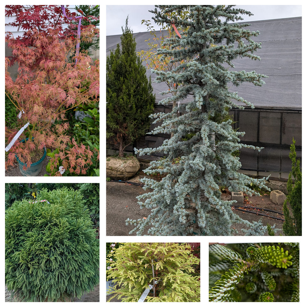 Plants that stand out in the garden
