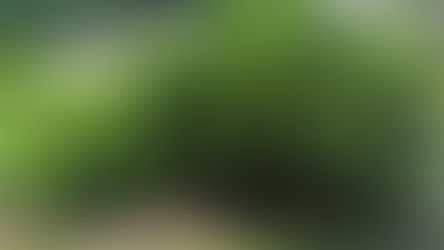 Spotlight: Undervalued Evergreen Shrubs