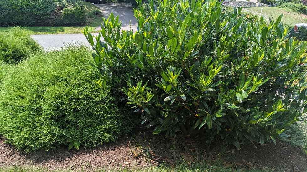 Spotlight: Undervalued Evergreen Shrubs