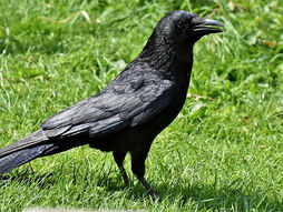 Campagne d'effarouchement des corvidés et lutte contre la prolifération des pigeons de ville, ragondins et rats musqués.