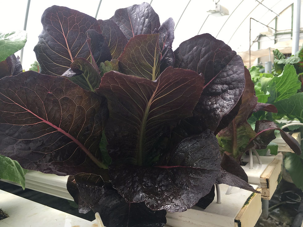 Thumbnail: Romaine Lettuce