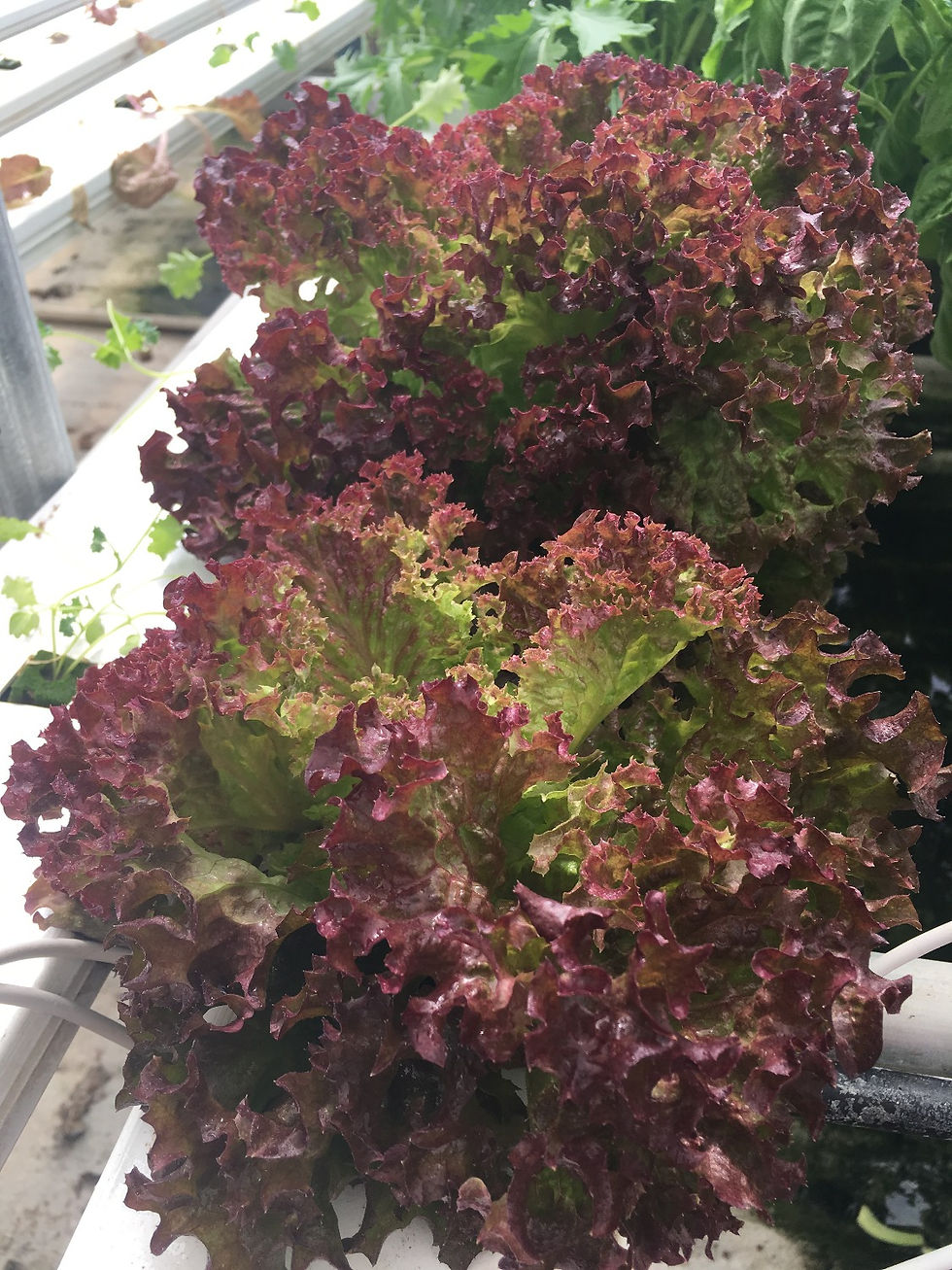 Thumbnail: Lollo Lettuce