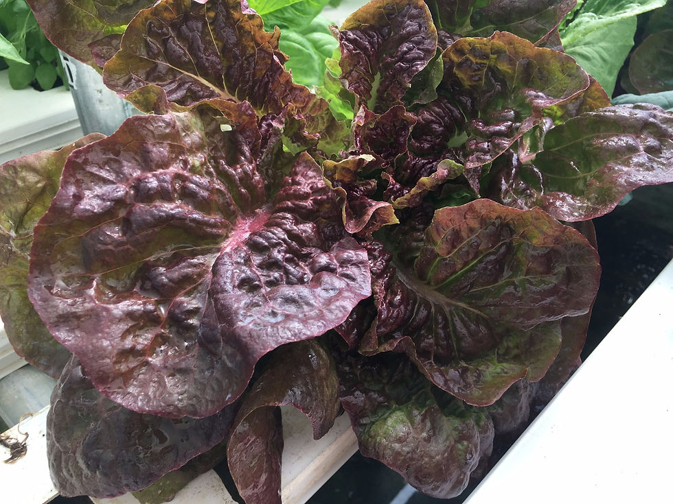 Thumbnail: Romaine Lettuce