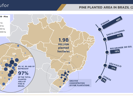 PINE PLANTED AREA IN BRAZIL (2019)