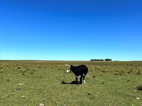 Site Inspection - Uruguai