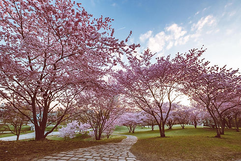 MLK_210404_cherrytree_0113.jpeg