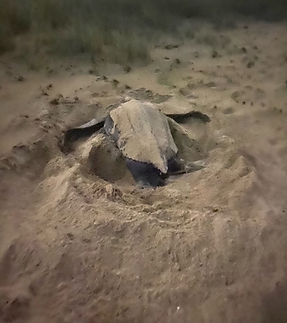 leatherback nesting.jpg