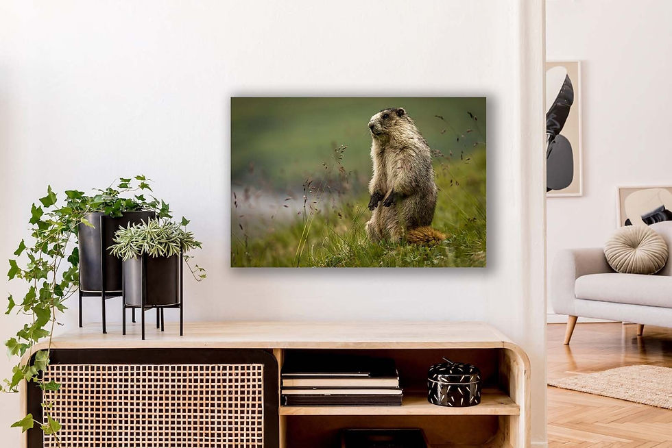Thumbnail: Marmot looking curious