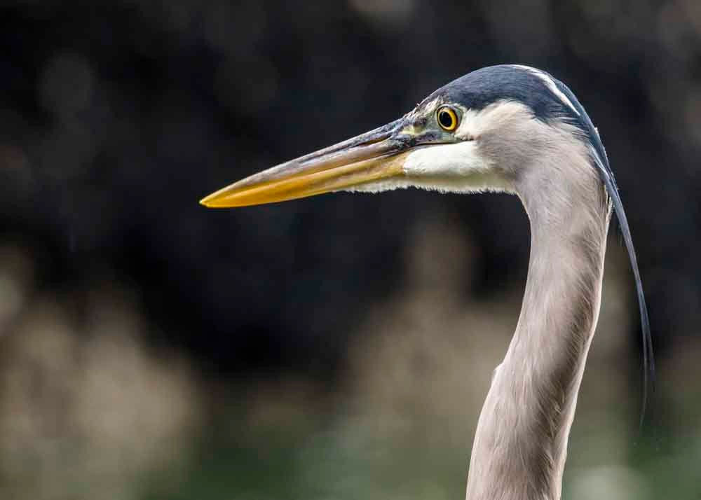 Portrait profile of a great blue heron