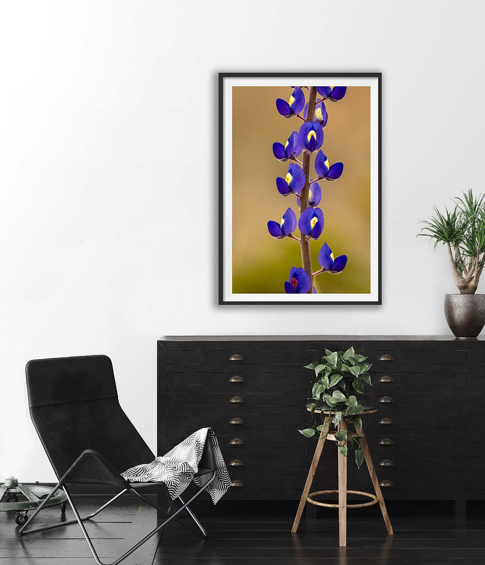 Thumbnail: 2018 Big Bend Bluebonnet