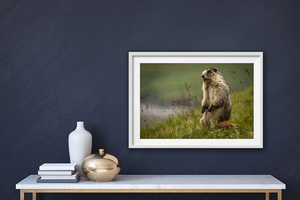 Thumbnail: Marmot looking curious