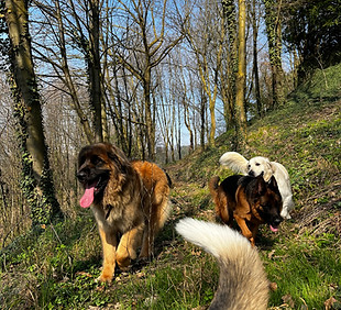 PASSEGGIATE.jpeg