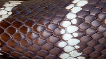 Snake Skin - California Kingsnake.jpg