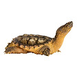Snapping Turtle.jpg