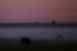 early morning ground fog