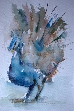 Pavo Real