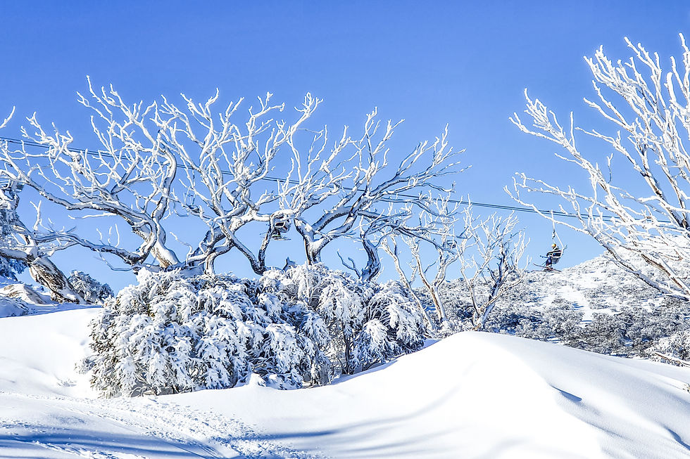 Snow-covered trees and landscape; crisp winter scene.