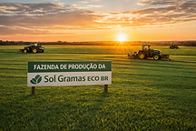 fazenda de grama esmeralda sol gramas eco br