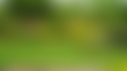 jardim com grama esmeralda