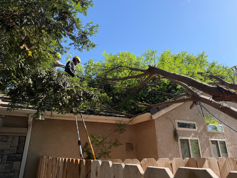 tree removal