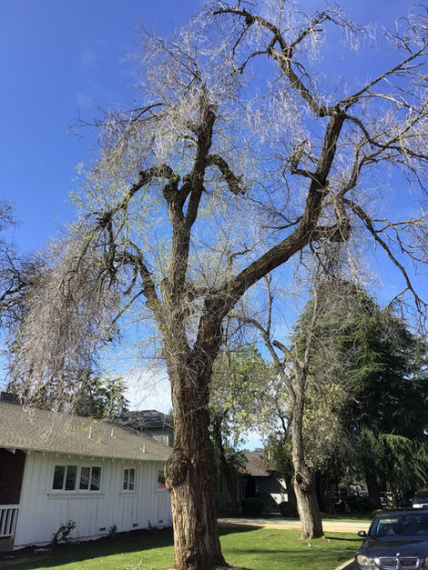serviced tree