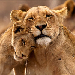 Ein Essay vom Lieben