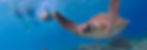 snorkeling with turtles in Bocas Del Toro - Tesoro Escondido