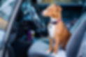 pups7.jpg