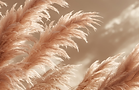 Pampass Grass