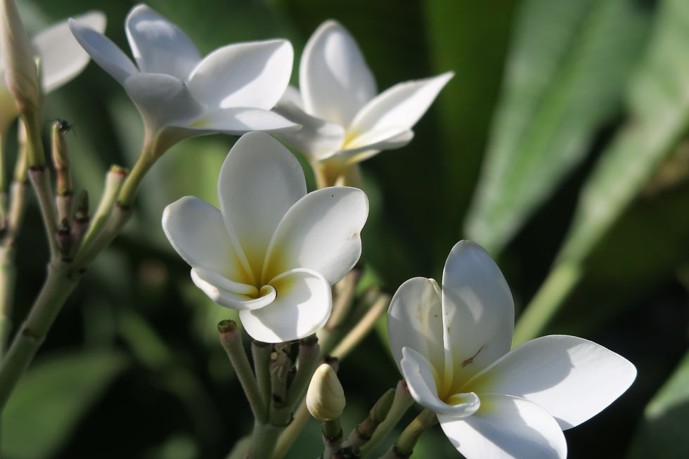 Flower3