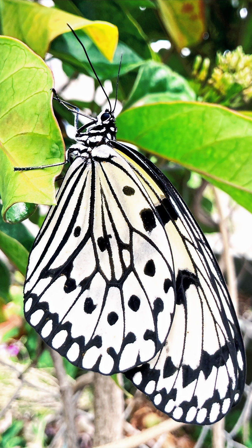 Tree Nymph Butterfly / オオゴマダラ