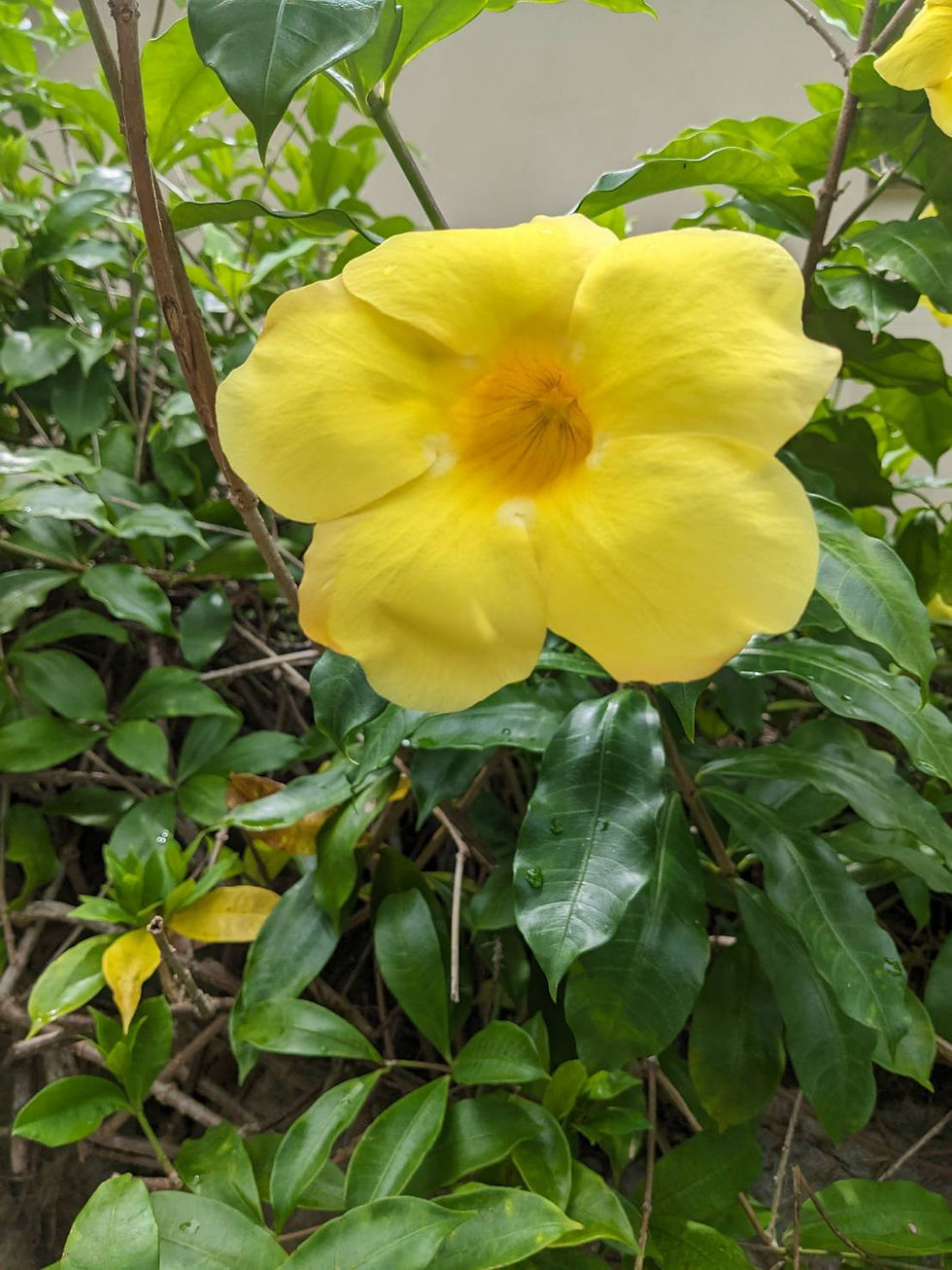 Flower1