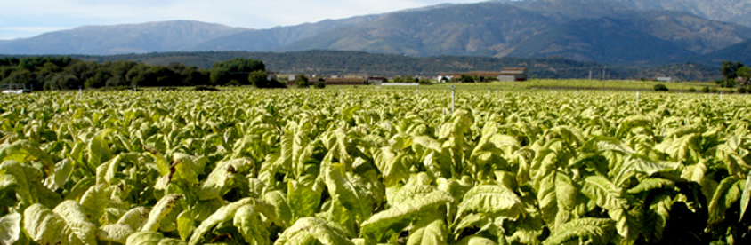 habano-cuba-plantación-vuelta-abajo