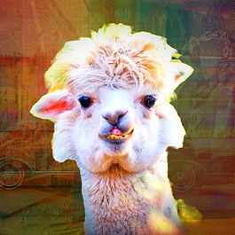 morning mic alpaca_edited_edited_edited.