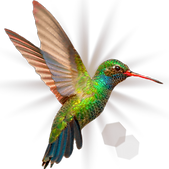 Broad Billed Hummingbird on a pure white