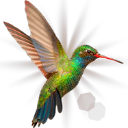 Broad Billed Hummingbird on a pure white