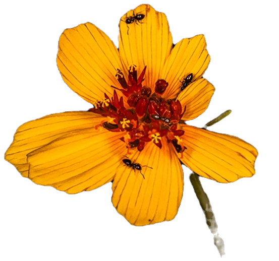 World Comedy Foundation