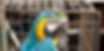 captive_2.jpg