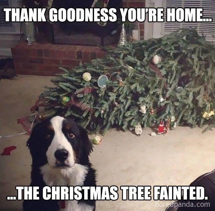 Dog sat next to fallen Christmas tree at home