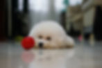 Puppy lying on shiny tiles