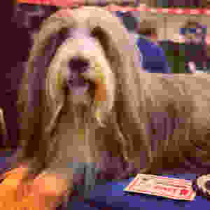 Bearded Collie laying on show bench with first place certificate